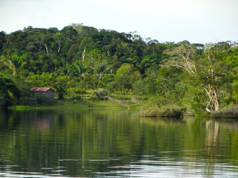 Catastrophe environnementale : l’Amazonie au bord du précipice en 2050