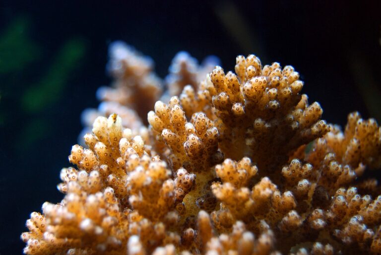 Des pertes alarmantes de coraux en Floride suite à la vague de chaleur marine