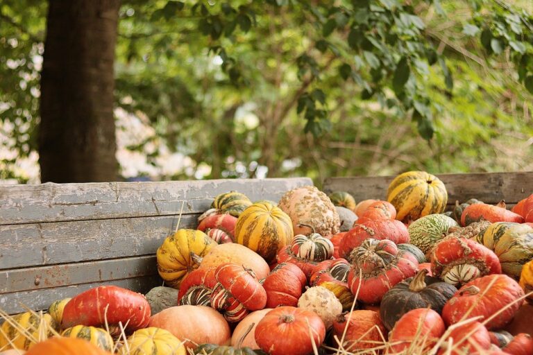 Agriculture écologique : les solutions des associations Françaises
