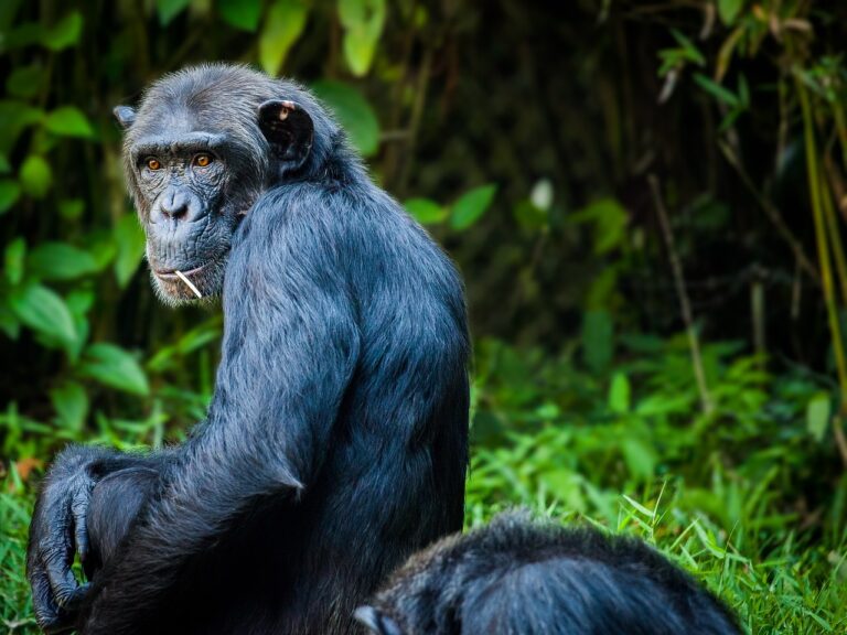 Découverte révolutionnaire : l’apprentissage social chez les animaux