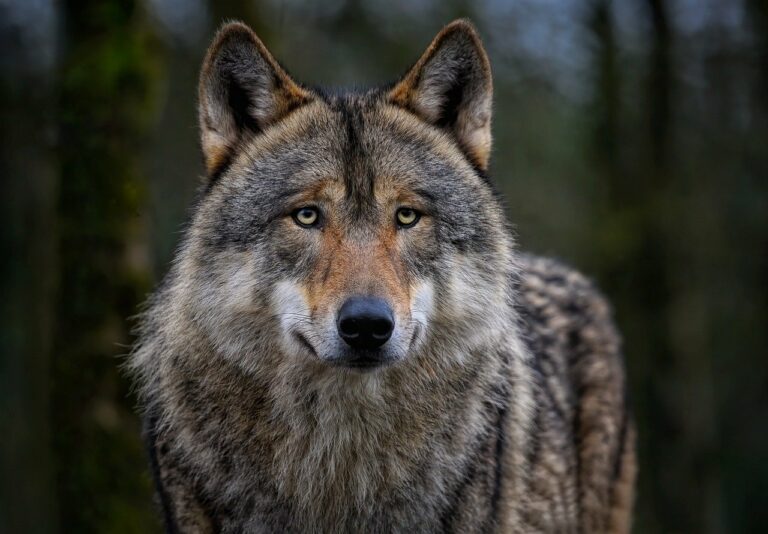 Loup : les ONG veulent maintenir leur statut protégé malgré de nombreux problèmes