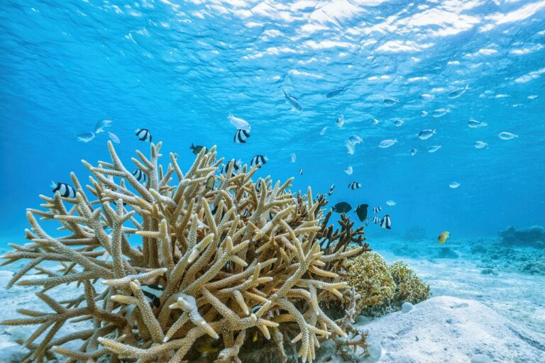 Blanchissement des coraux : le phénomène s’amplifie partout dans le monde