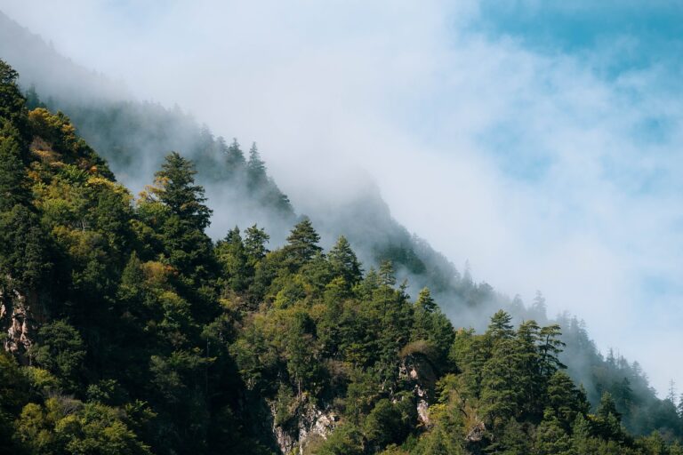 Les forêts de montagne en France menacées par le climat