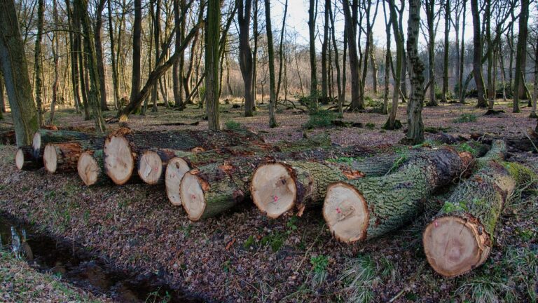 Forêts en danger : la Suède et la Finlande sous la loupe du WWF