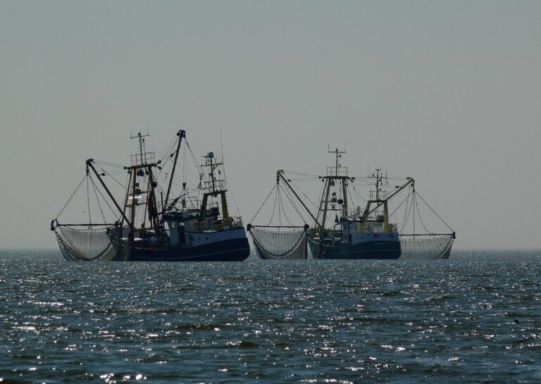 Pêche : stocks en danger, un poisson sur cinq issu de la surpêche