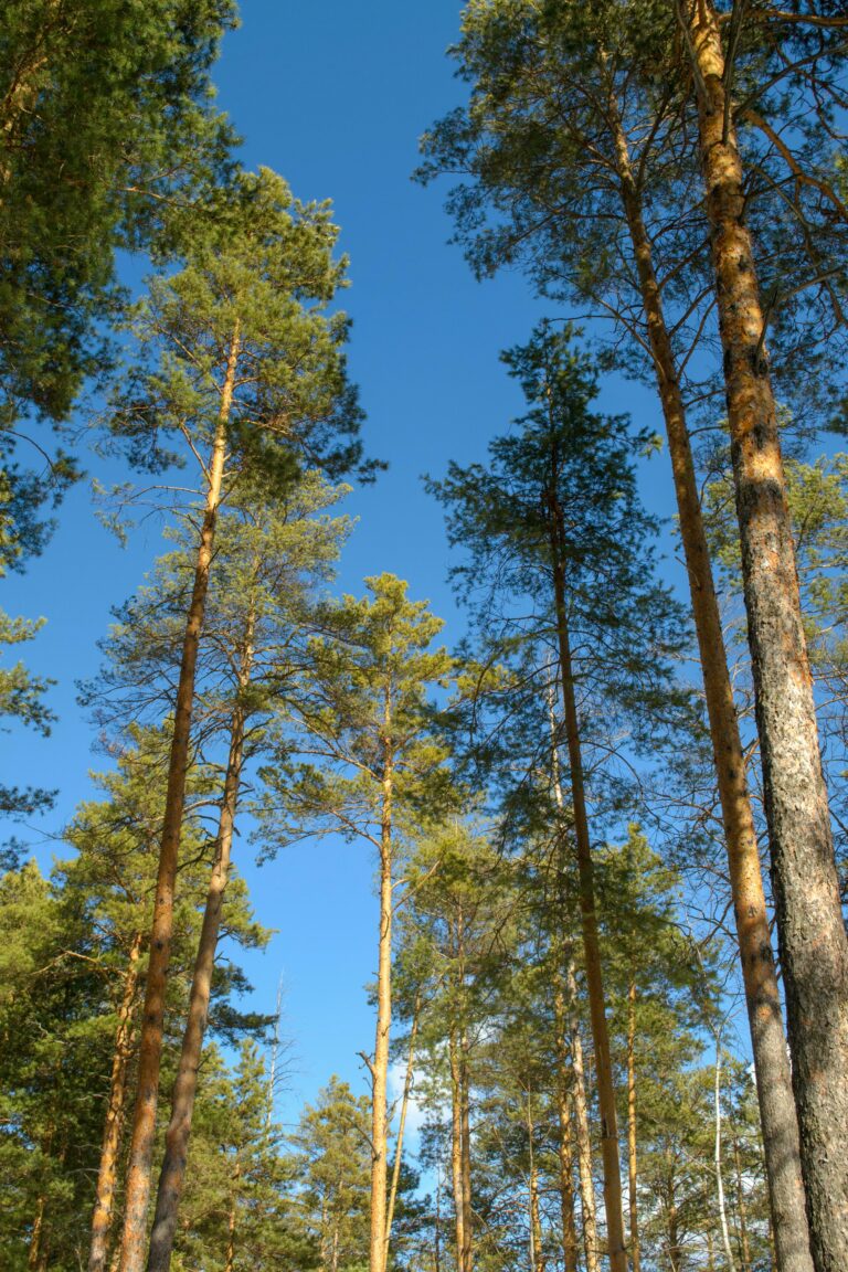 Les forêts françaises face au réchauffement