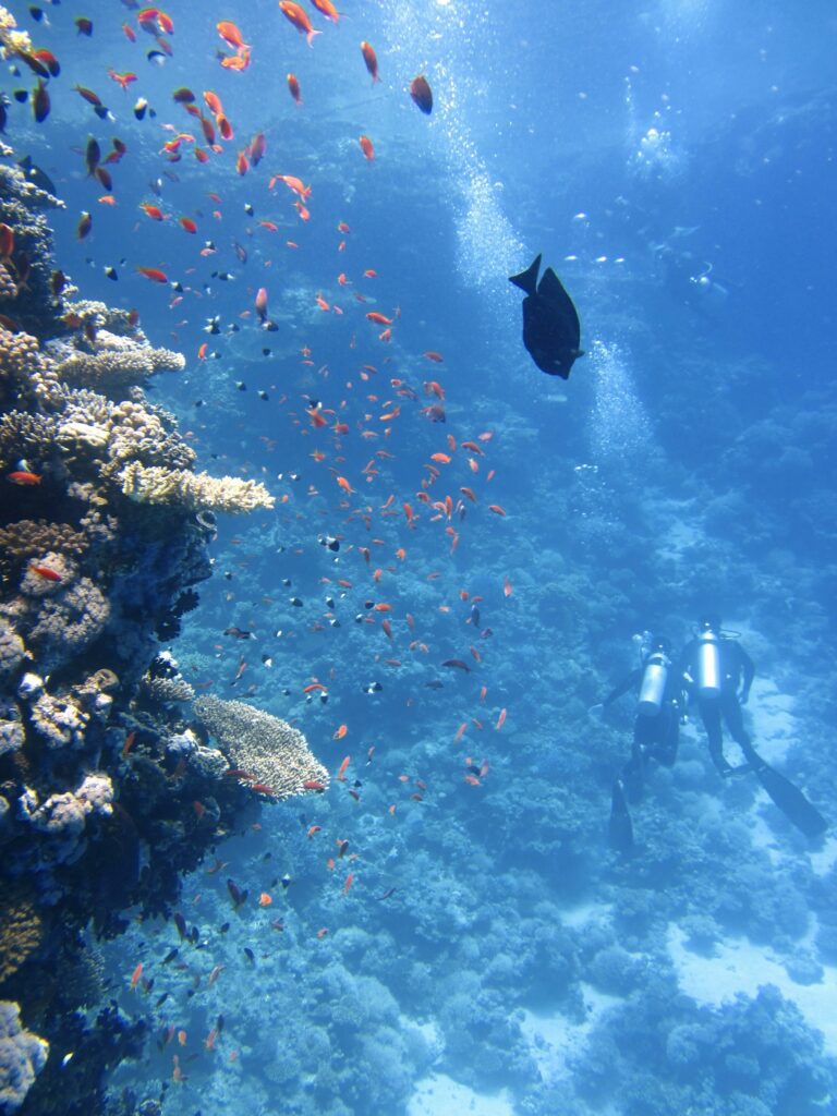 Faune marine du Pacifique : des écosystèmes uniques en péril
