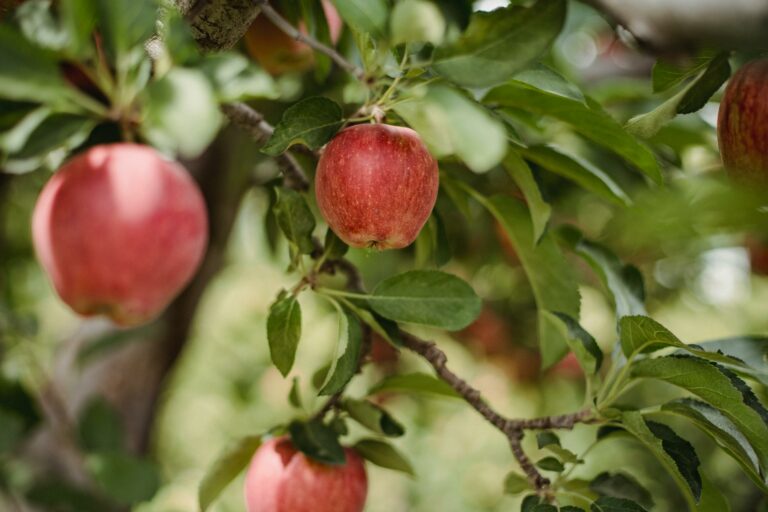 Passer au bio : un défi qui reconnecte les agriculteurs à leur métier